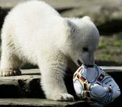Scientific Reports：在北极熊中发现首例自身免疫性脑炎