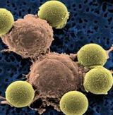 Cell：病毒警报阻断癌症