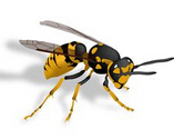 黄蜂成救星？研究发现蜂毒有望成为抗癌新药