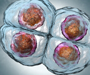 Nat Commun：科学家首次揭示人类胚胎的遗传<font color="red">组成</font>结构