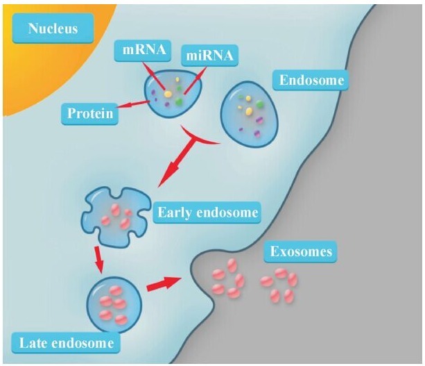 外泌体（Exosome）知识与检测方法