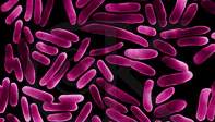 Nature：体内微生物促进中性粒细胞衰老加重<font color="red">炎症性疾病</font>