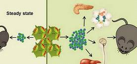 Immunity：免疫细胞如何帮助抵御肥胖