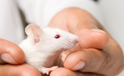 伦理关怀：《自然》杂志将调整动物试验政策