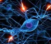 神经细胞如何连接？6张图为您揭秘！