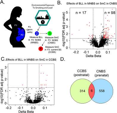 Sci Rep：伙呆！女性怀孕期间的铅暴露可影响其孙子的DNA甲基化！