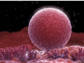 Human Reprod：卵巢癌患者的<font color="red">冰冻</font>卵巢组织移植后可受孕且无复发