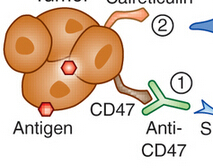 Nature medcine：CD47是癌症<font color="red">免疫</font>检查点<font color="red">疗法</font>的<font color="red">新型</font>靶点
