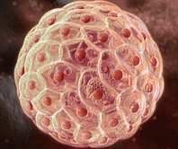 全球首次子宫中干细胞疗法临床试验即将开展