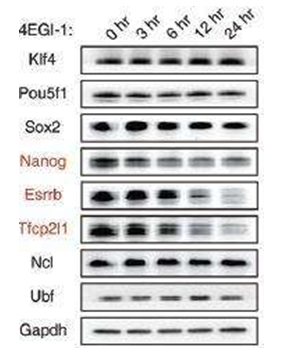 Genes & Devel：为什么干细胞可以维持多<font color="red">潜能</font>性？