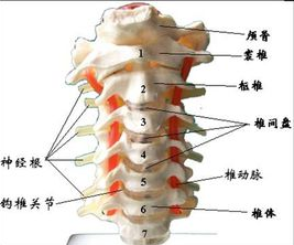 世界脊椎日来了，你知道哪节脊椎最易受伤？