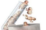 Fertil Steril：体外受精后早期妊娠成功的评估