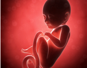 AJOG：MRI根据血流情况诊断胎儿生长受限