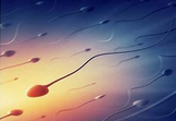 Fertil Steril：通过分析信号蛋白评价精子质量的研究