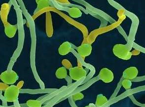 Immunity：抗真菌感染的天然免疫信号新发现