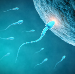 Hum Reprod Update：自然<font color="red">受孕</font>中的精子选择对于提高辅助生殖结局的启发