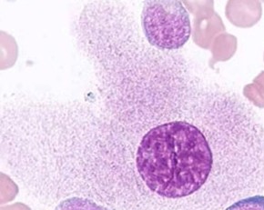 Stem Cell Reports：科学家发现Prkci基因可控制干<font color="red">细胞</font>的产生