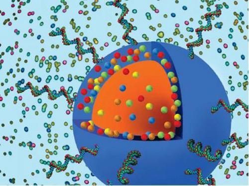 新型纳米粒子引导成像可定位并杀死癌细胞
