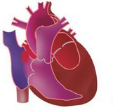 Heart：Fontan术后心律失常发生率很高