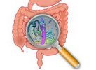Cell Host & Microbe：你以为肠道细菌的数目决定它们功能是否强大么？错