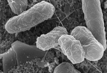 Microbiome：控制特殊肠道细菌水平或帮助抑制严重腹泻