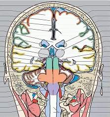 收藏！超全神经系统解剖图