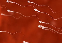 Nat Commun：精子运动模式的进化