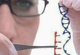 2017年，基因编辑技术将首次用于人体试验？
