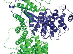 Nat Cell Biol：揭示突变基因引发<font color="red">神经性</font><font color="red">疾病</font>发生的分子机制