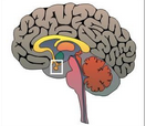 Hypertension：脑血管损伤调节<font color="red">主动脉硬化</font>和记忆的相关性