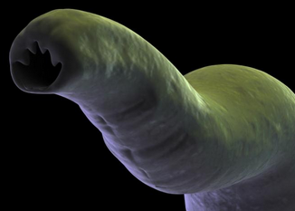 Science：震惊！有些寄生虫感染可提高女性受孕率！