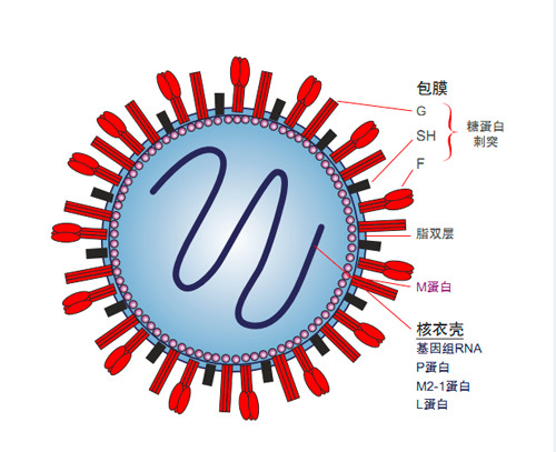 NEJM： 呼吸道合胞病毒挑战性研究中口服ALS-008176的<font color="red">活性</font>