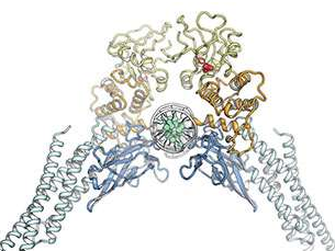 PNAS：關(guān)鍵癌癥蛋白的突變或幫助開(kāi)發(fā)新型靶向療法