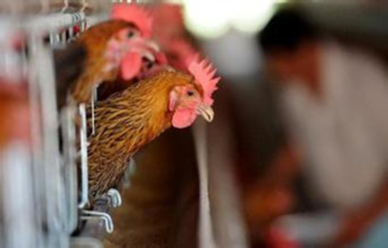 WHO：中国浙江近日出现2例人感染H7N9禽流感病例