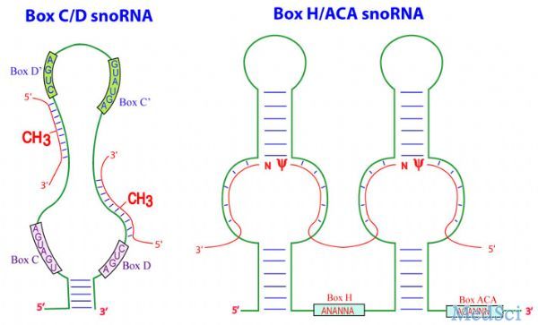 Nat Genet：一种管家型snoRNAs<font color="red">分子</font>是著名癌<font color="red">分子</font>K-RAS的开关