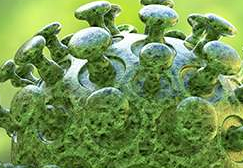 Journal of Virology：人类基因组对支气管炎病毒的治疗