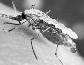 抗疟转基因蚊子问世 或许最终能帮助消灭疟疾