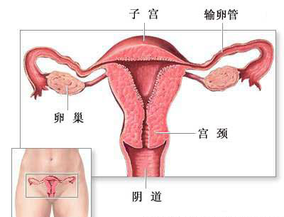 避孕方法-正常解剖（图片）