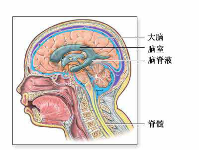 脑室-腹膜<font color="red">分流</font>术-正常解剖（图片）