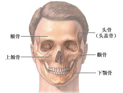 颅面重建术-正常解剖（图片）
