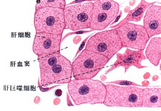 Science：疟原虫感染宿主——与<font color="red">肝细胞</font>的相互作用