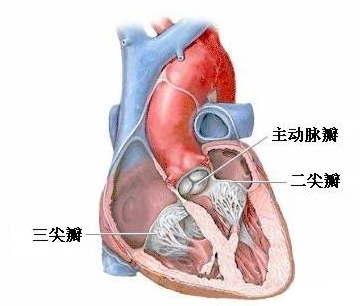 心脏<font color="red">瓣膜</font>手术-正常解剖、手术适应症、手术过程和手术预后（图片）