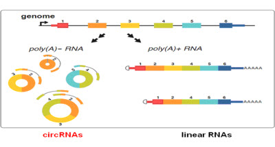 <font color="red">环状</font><font color="red">RNA</font>（circRNA）背景、特征以及在临床疾病中的应用