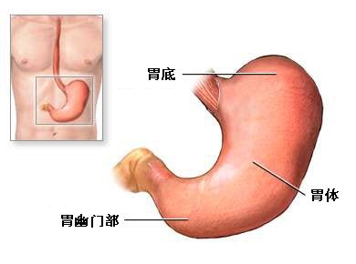 胃切除术-正常解剖、手术适应症、手术切口、手术过程和手术预后（图片）