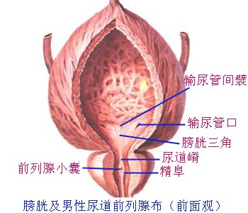 膀胱及男性尿道前例腺<font color="red">前面</font><font color="red">观</font>（图）