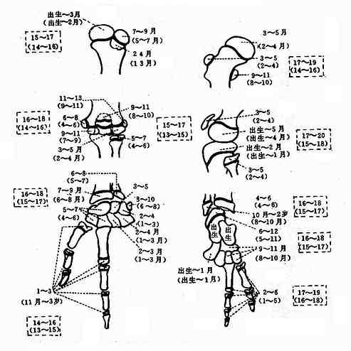 国人<font color="red">四肢骨</font>龄正常标准（图）