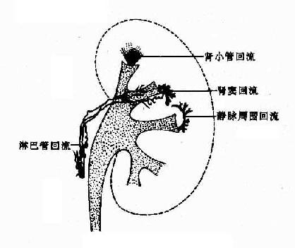 <font color="red">泌尿系统</font>x线诊断