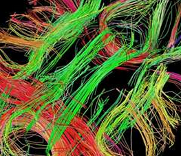 Science ：科学家揭秘大脑神经元<font color="red">回路</font>的连线规则