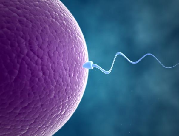 Current Biology：新的研究发现或可为难治性不孕不育带来有效的治疗措施