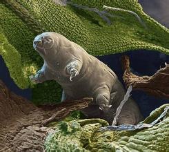 地球最强悍动物水熊虫：基因组测序解开秘密
